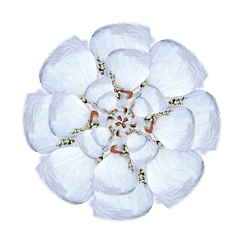 Mercedes - Mercedes Gertz & Nancy Louise Jones - Nymphas Dissolutio