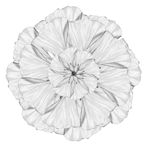 Rose Mandala - Mercedes Gertz & Nancy Louise Jones - Nymphas Dissolutio